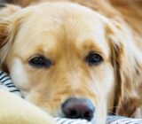 Golden Retriever, an energetic and favorite children’s breed