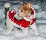 Guide to caring for your furry chicken in the first few weeks
