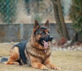 Everything you need to know about the German Shepherd