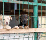 Animals Need Us interview about animals with different needs