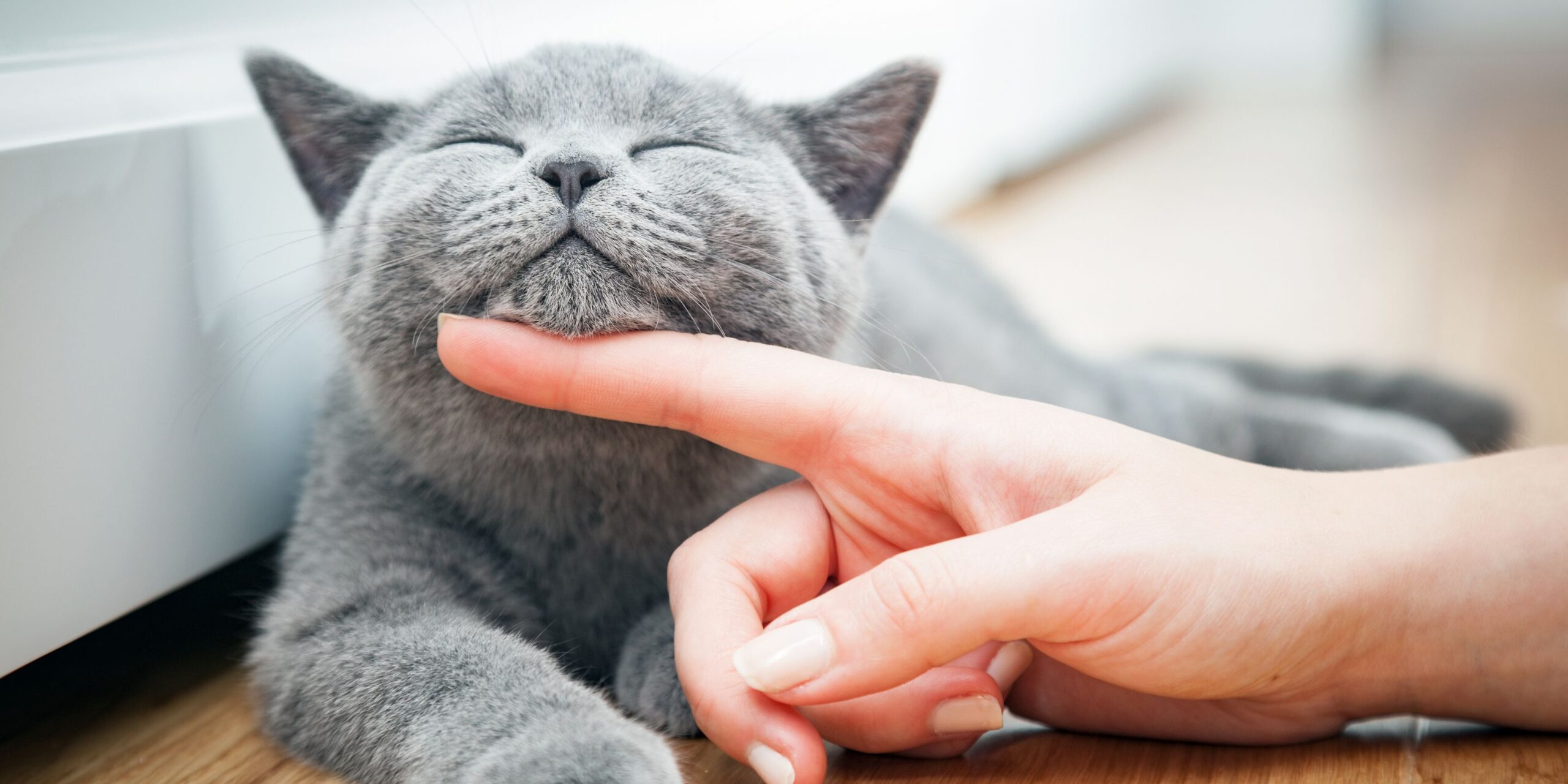 The essential role of supplements in the daily diet of cats