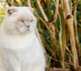 5 adorable cat breeds