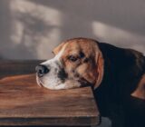 Beagle, an energetic, cheerful and sociable dog