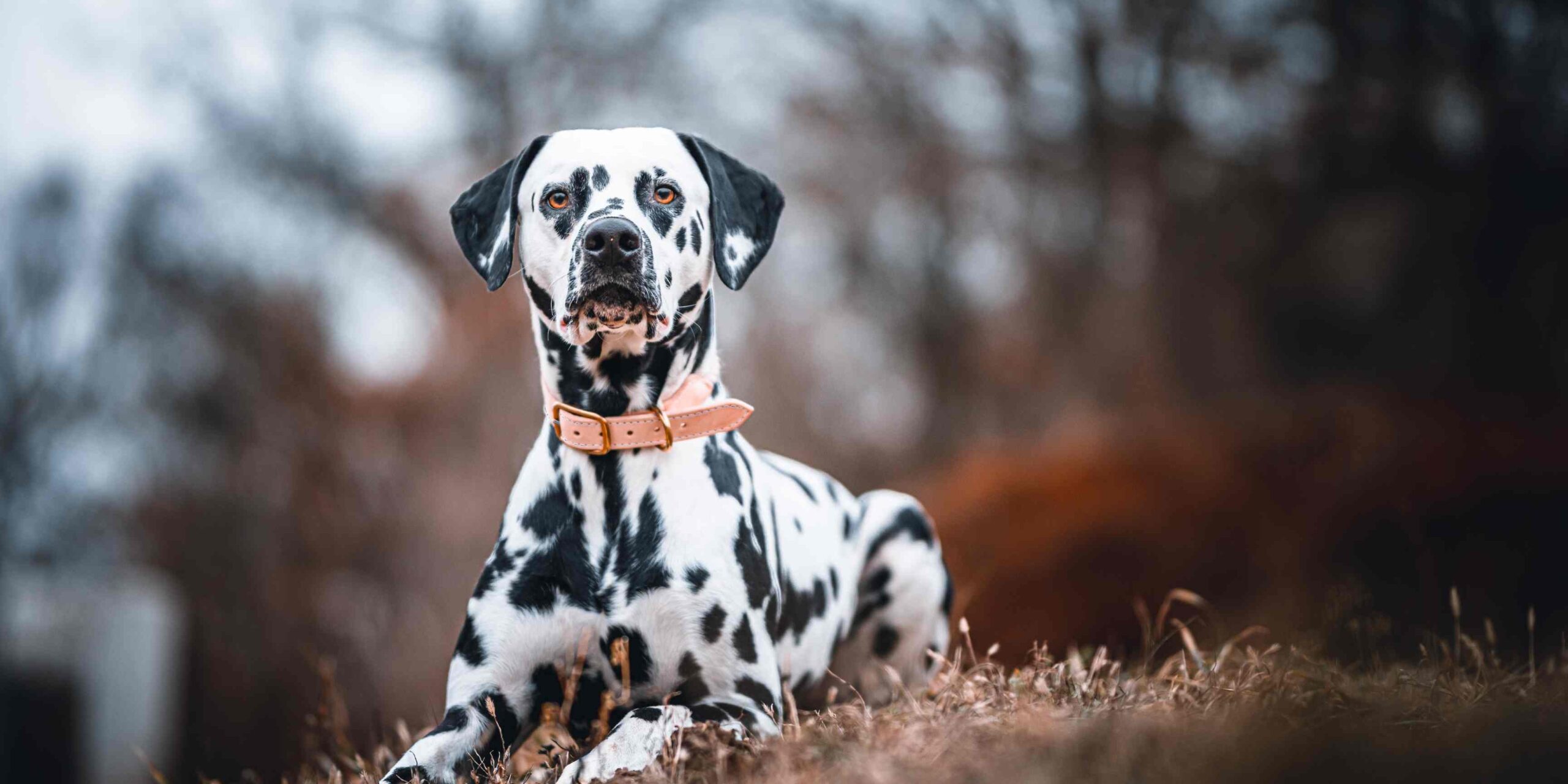 10 adorable dog breeds that need walks and exercise