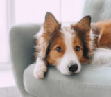 BECAUSE certain human behaviors are NOT appreciated by the dog
