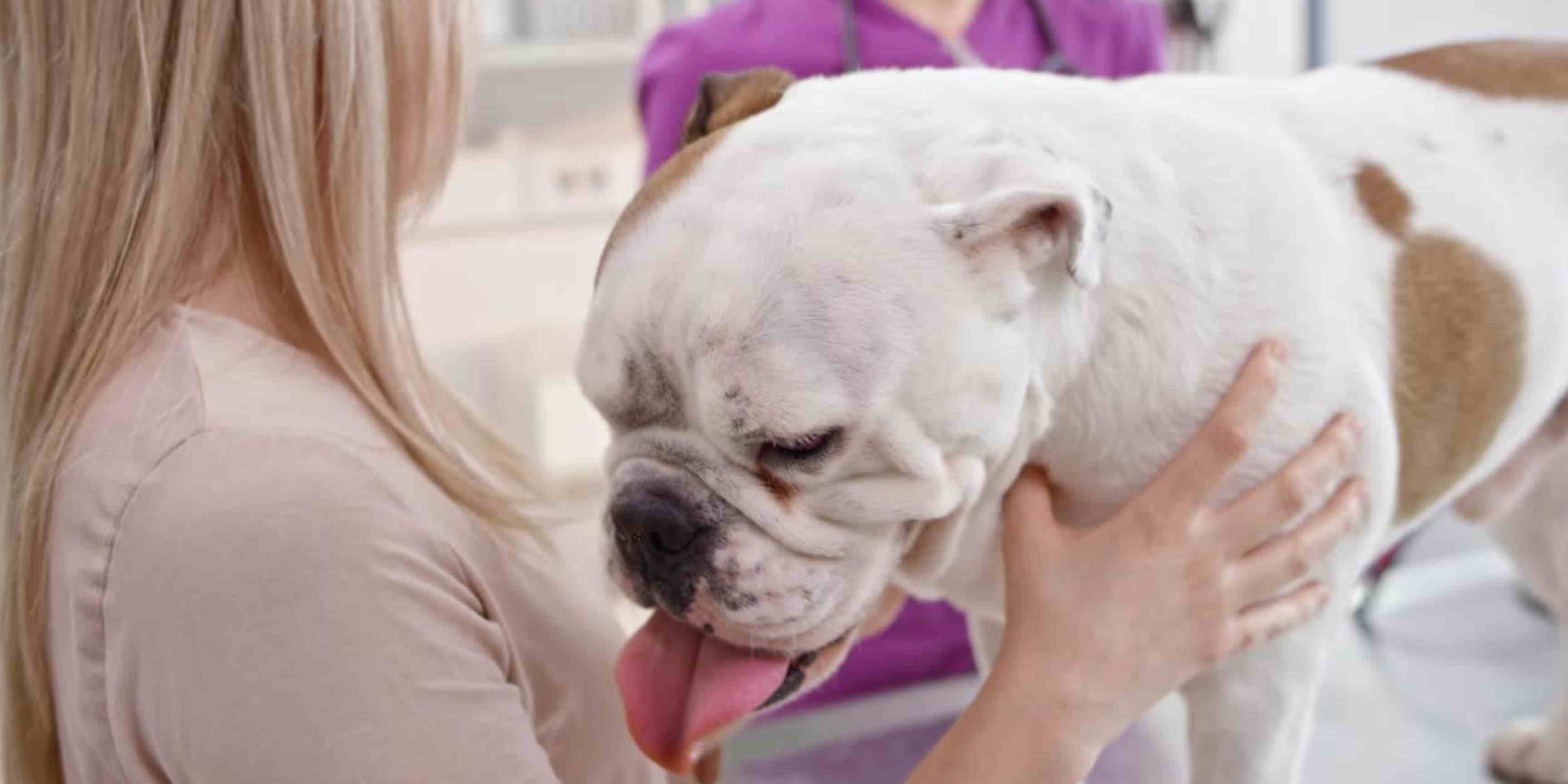 english-bulldog-dog