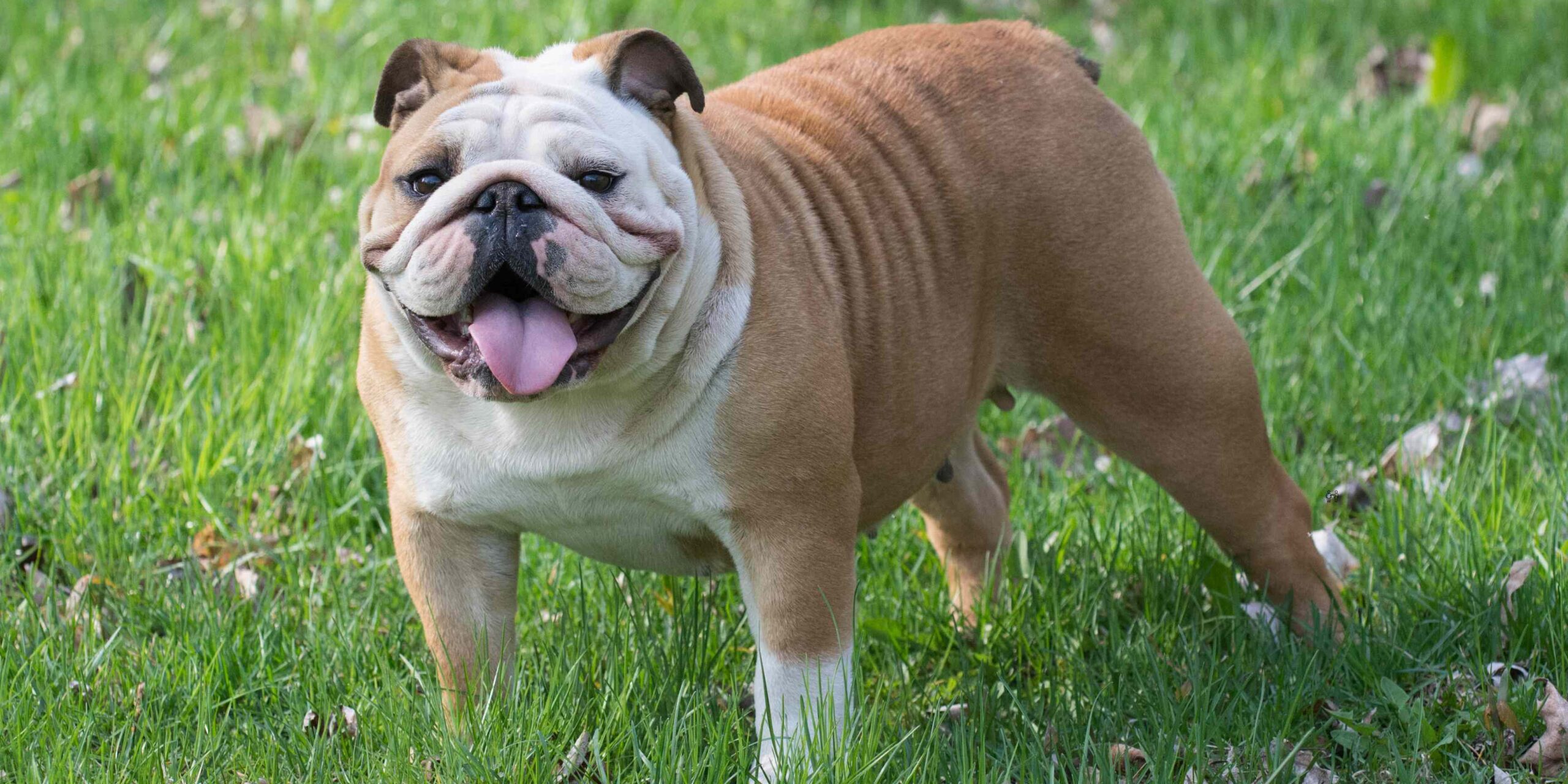The English Bulldog – From “canine gladiator” to adorable companion