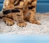 How to choose and maintain the perfect litter box for your cat