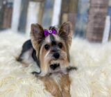Animal grooming is very important and Zuzi helps us with advice and a canine and feline beauty salon