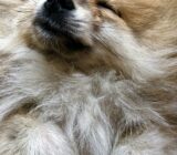 Hair loss in dogs and cats