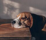 Anxiety in animals