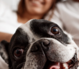 8 activities your dog will love
