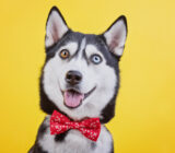 9 things you (maybe) didn’t know about your dog’s language!