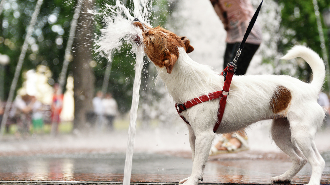 summer water park for dogs