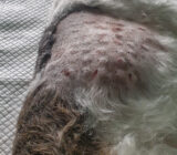 Atopic dermatitis can be kept under control and the quadruped does not have to suffer from it