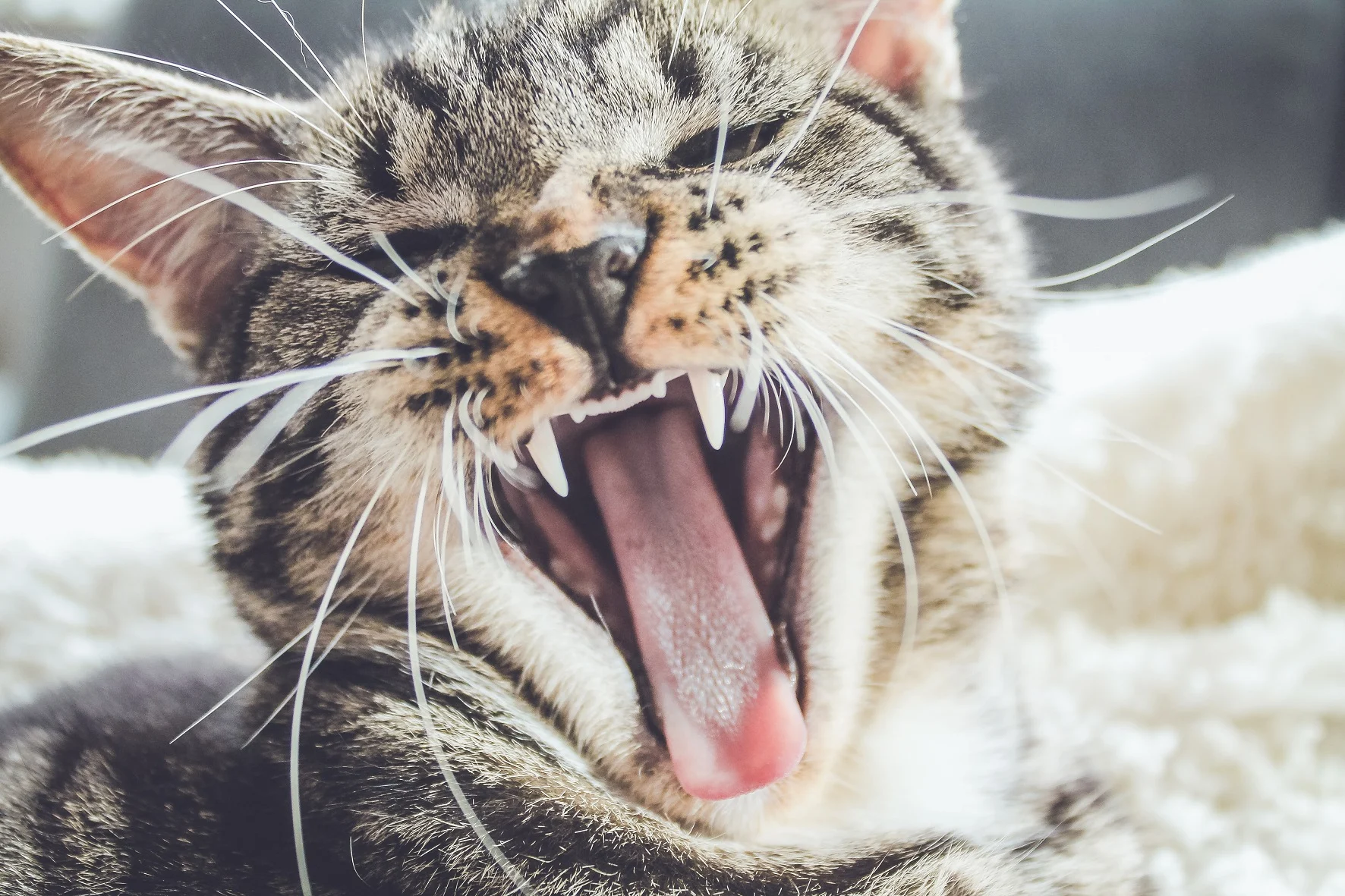 cat's tooth