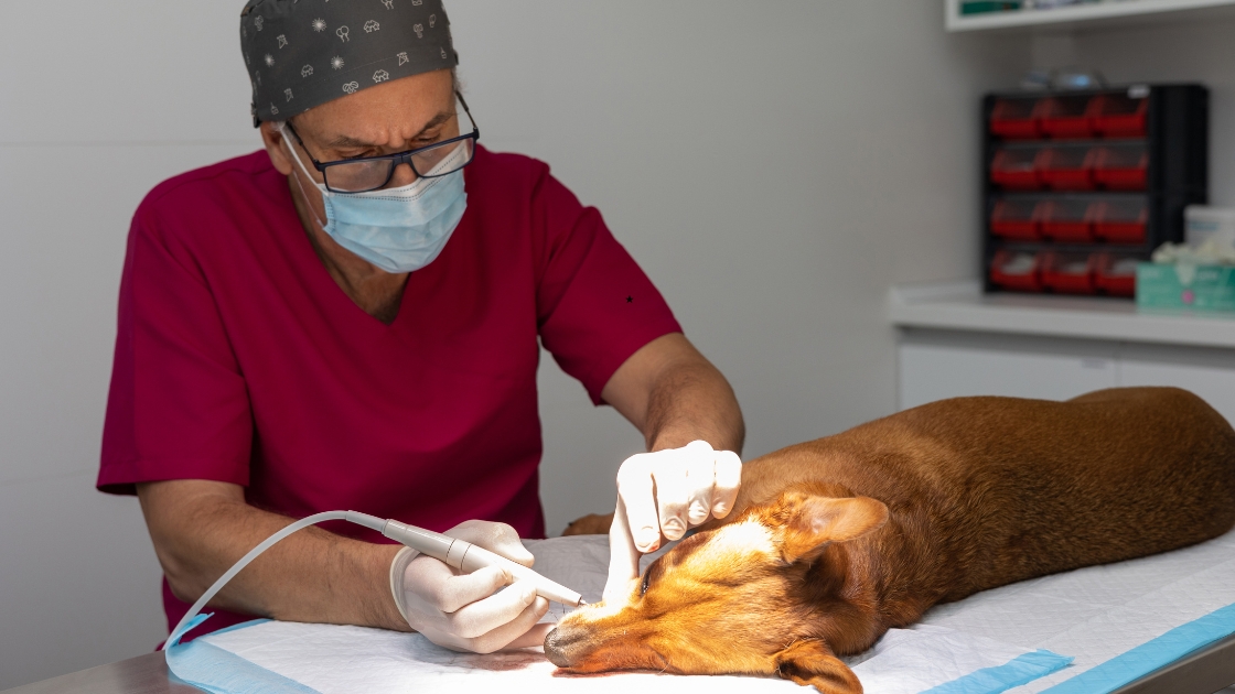 dog-veterinary-oral-hygiene
