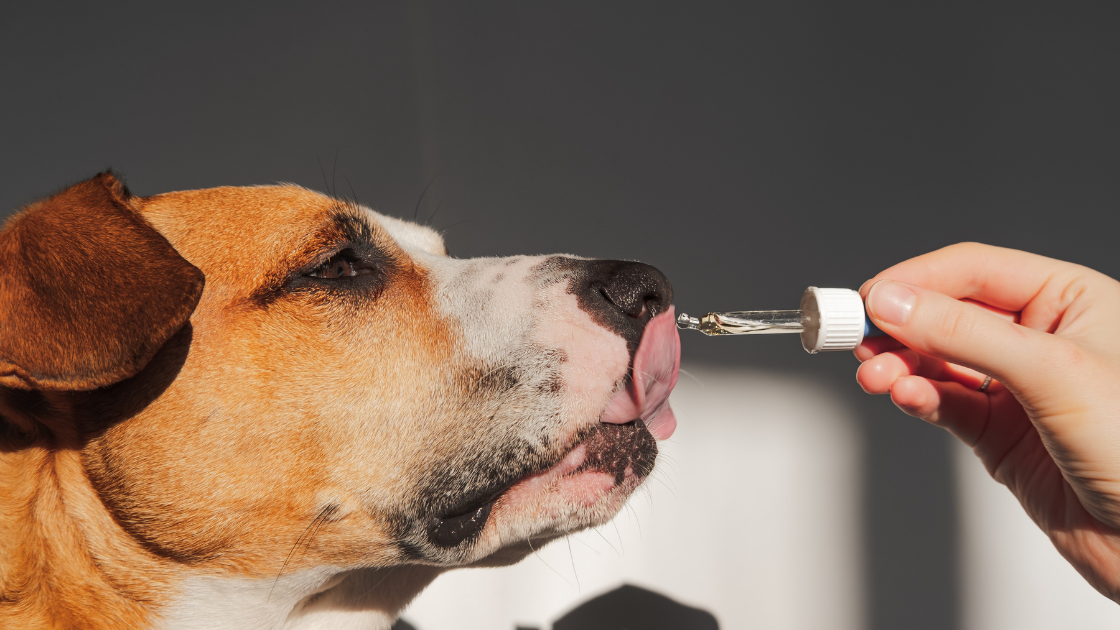 supplements for dogs