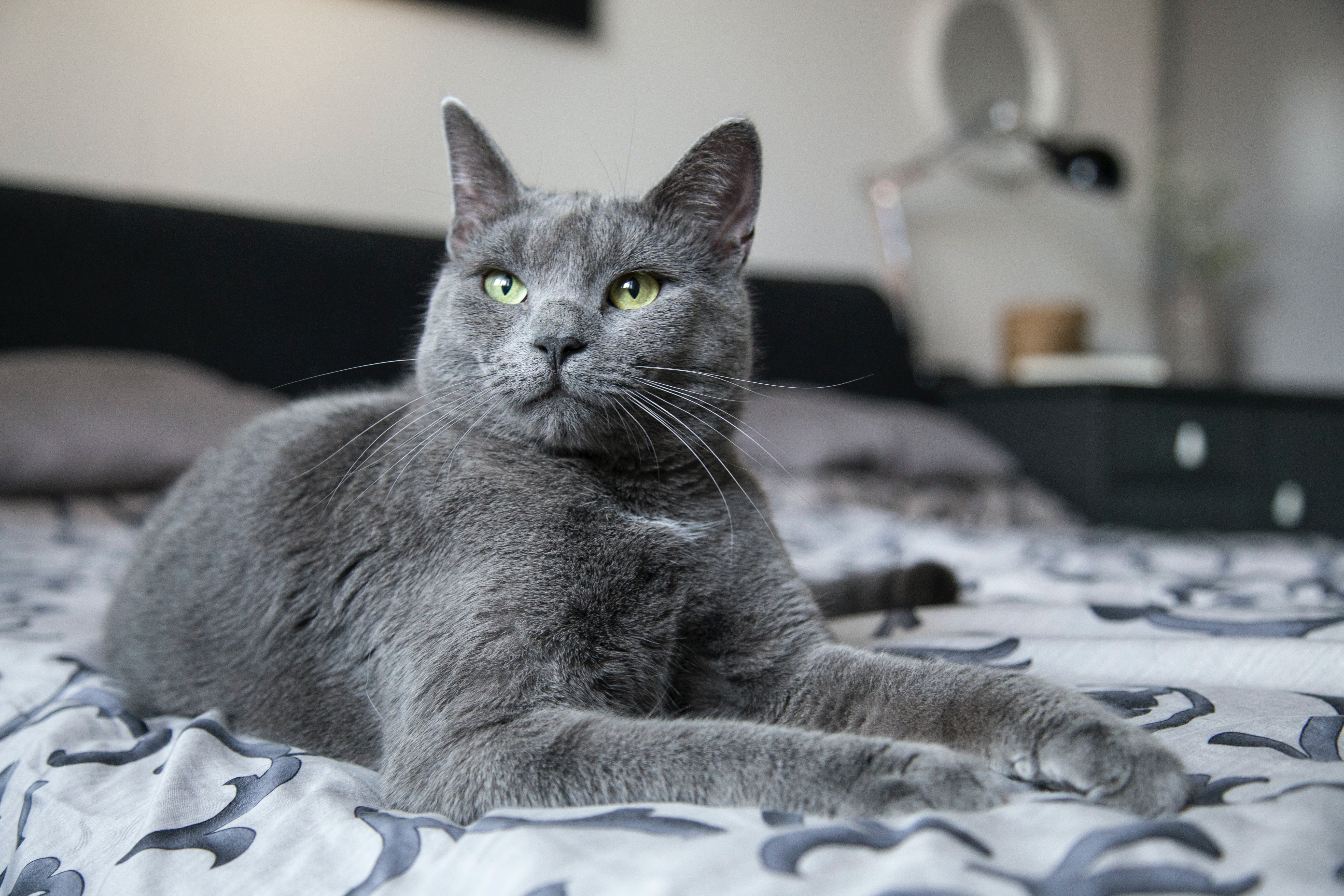 silicate-cats-at-home