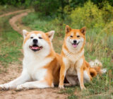 Shiba Inu and Akita: how to distinguish them?