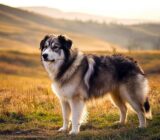 The Carpathian Shepherd – The trusting friend of man and flock