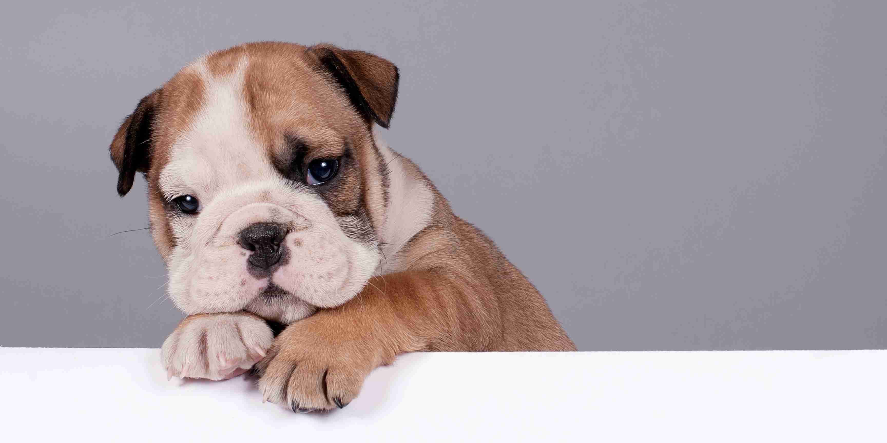 little french bulldog
