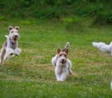 The importance of spaying/neutering pets