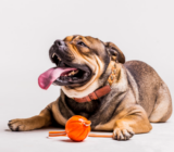 The importance of toys in our dog’s life